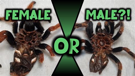 how to tell if a tarantula is male or female